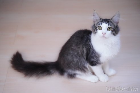成約済の愛知県のノルウェージャンフォレストキャット-101458の5枚目